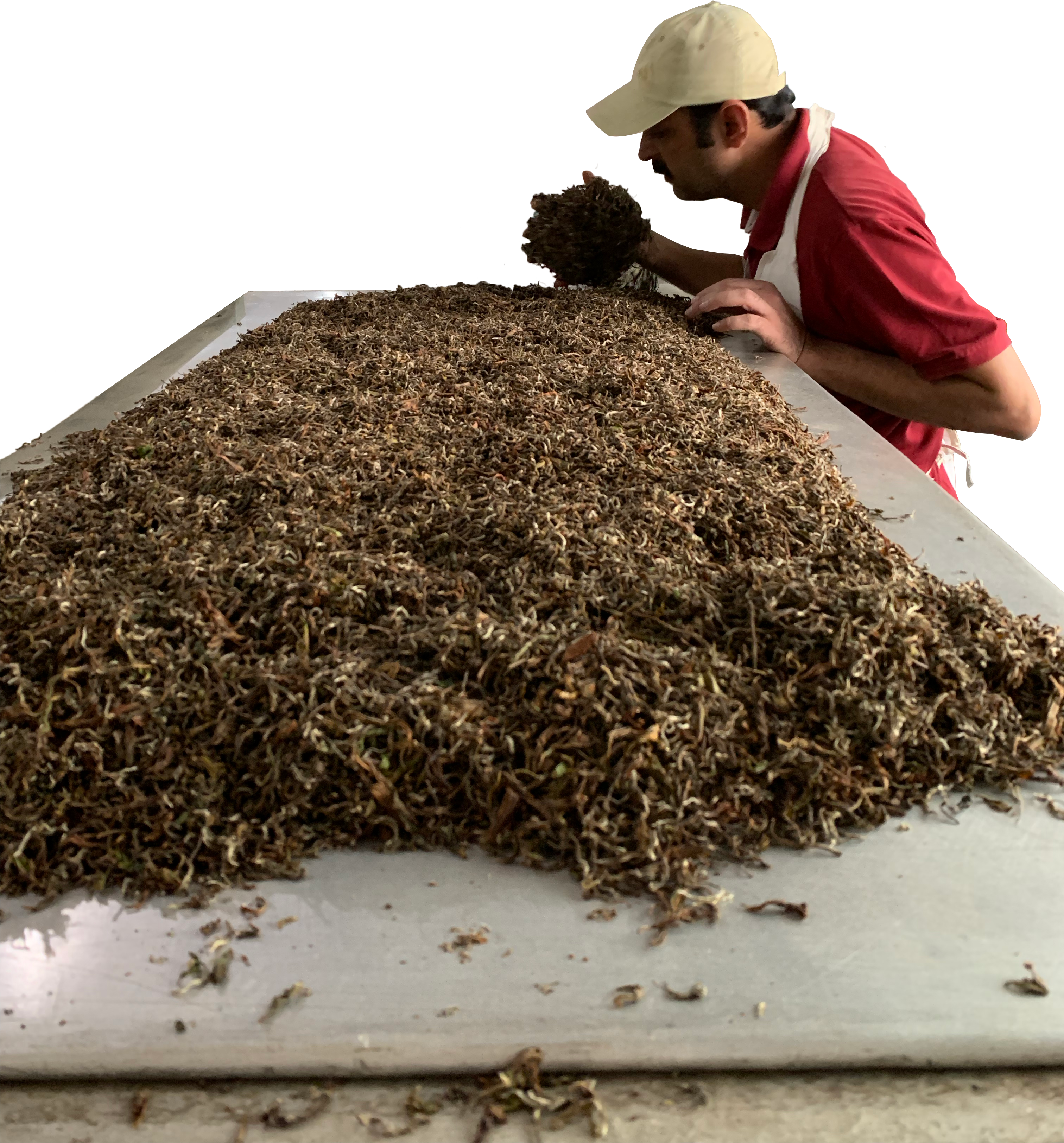 processing tea leaves